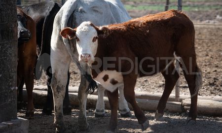 Un argentino murió en Uruguay tras chocar con tres vacas. Un argentino murió en Uruguay tras chocar con tres vacas.