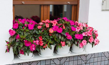 La Alegría del Hogar necesita sombra protegida y un sustrato siempre húmedo para florecer con fuerza durante el verano. La Alegría del Hogar necesita sombra protegida y un sustrato siempre húmedo para florecer con fuerza durante el verano.