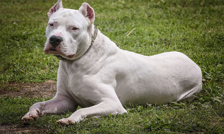 El mejor amigo del hombre: un perro dogo arrinconó a los ladrones hasta que llegó la policía El mejor amigo del hombre: un perro dogo arrinconó a los ladrones hasta que llegó la policía