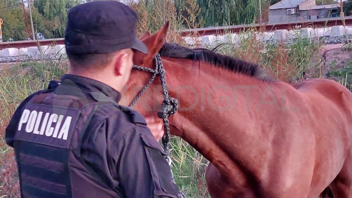 Laguna Paiva: trasladaron a un hombre de 52 años por tener en su casa a un caballo herido&nbsp;