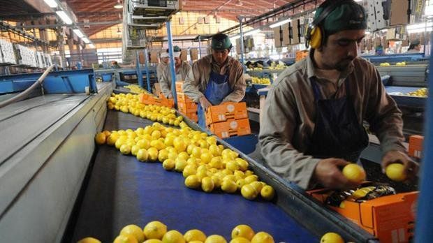 Estados Unidos anunció vía libre para el ingreso de limones argentinos
