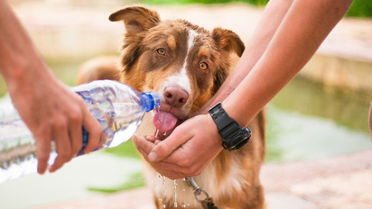 Golpe de calor en perros: cómo reconocerlos y qué hacer