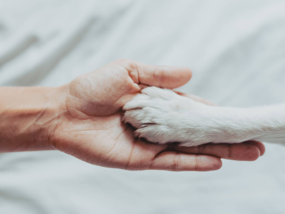 La mujer acusada de maltrato animal deberá solventar los gastos veterinarios del que fuera su perro.