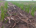 trigo en el centro norte de santa fe: la siembra se freno por las lluvias, pero mantiene un avance sostenido trigo en el centro norte de santa fe: la siembra se freno por las lluvias, pero mantiene un avance sostenido