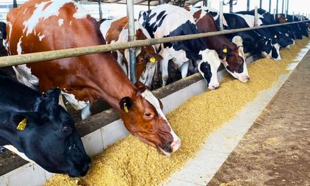alimentos funcionales en bovinos: por que el intestino empieza a pesar mas que el rumen alimentos funcionales en bovinos: por que el intestino empieza a pesar mas que el rumen