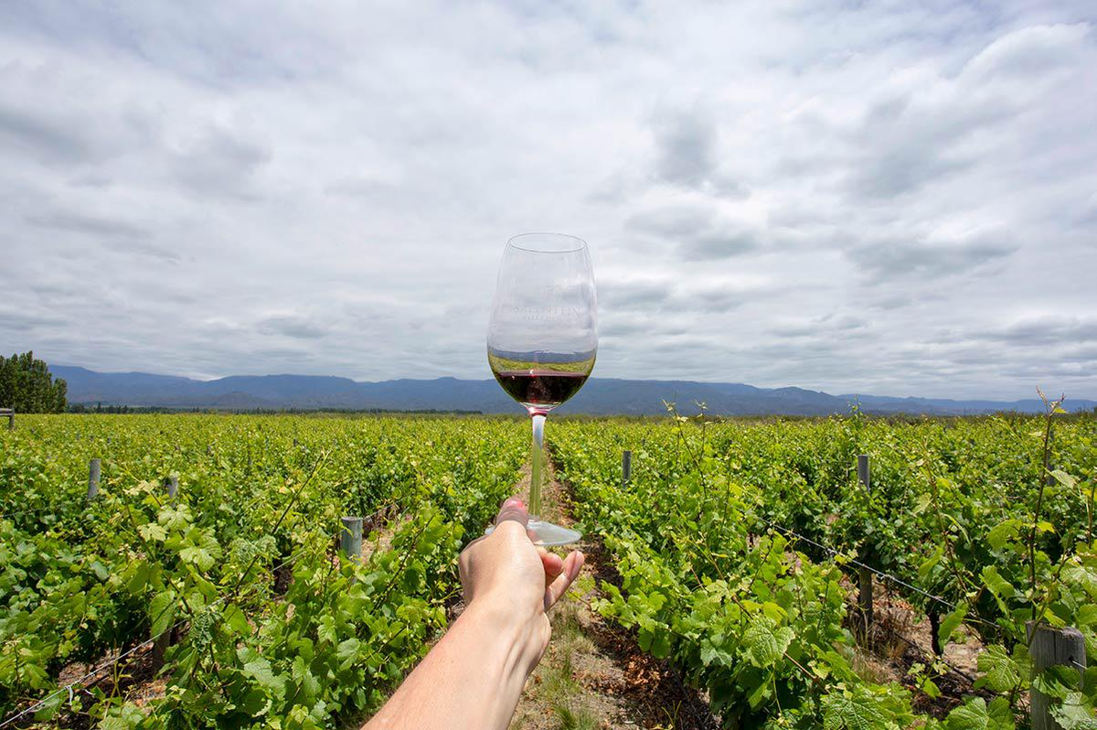Los caminos del vino