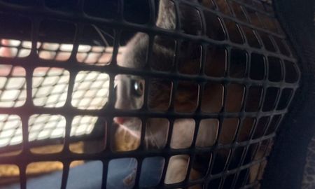 El gato fue rescatado por Bomberos y entregado sano a su responsable. El gato fue rescatado por Bomberos y entregado sano a su responsable.