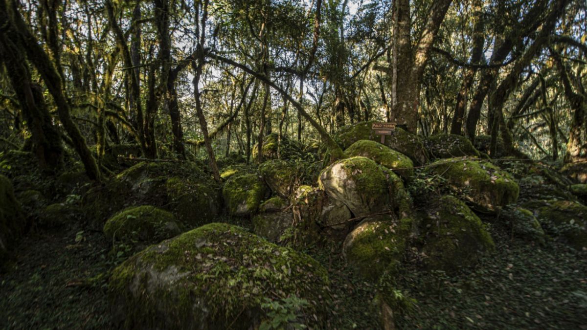 El Nogalar de Los Toldos ofrece senderos especialmente diseñados para quienes buscan tener una aventura y descubrir su fauna y flora. El Nogalar de Los Toldos ofrece senderos especialmente diseñados para quienes buscan tener una aventura y descubrir su fauna y flora.