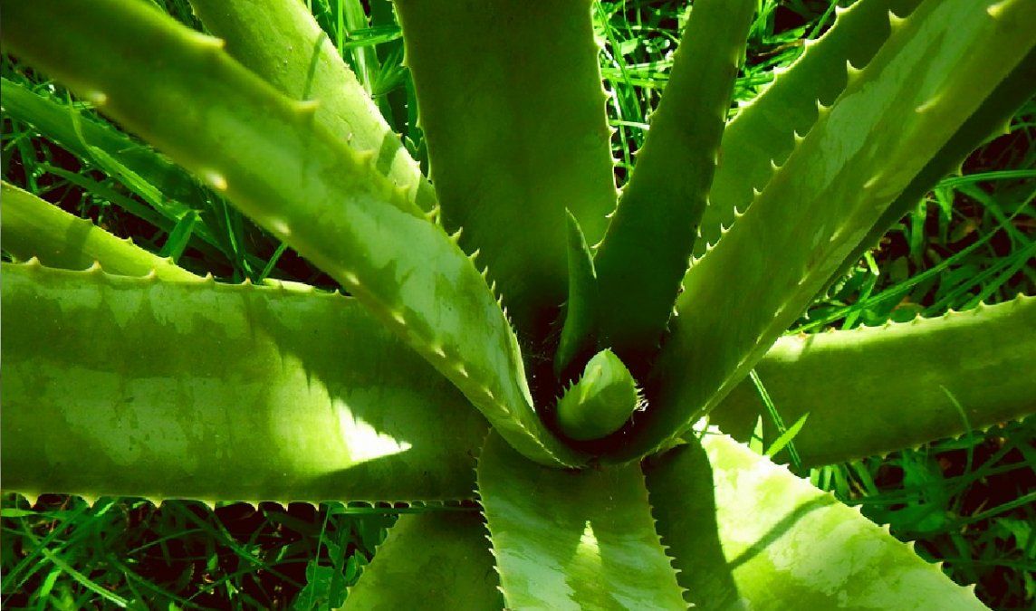 Para sembrar utilice todo tipo de recipientes