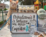 El tierno recurso que usó un gatito mexicano para curar su ojo. El tierno recurso que usó un gatito mexicano para curar su ojo.