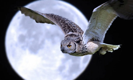Cuál es el significa espiritual de ver una lechuza por la noche Cuál es el significa espiritual de ver una lechuza por la noche