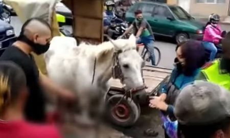 La ygua y el pequeño potranco fueron seaparados de su dueño y ahora viven en un refugio en las afueras de la ciudad de Popayán La ygua y el pequeño potranco fueron seaparados de su dueño y ahora viven en un refugio en las afueras de la ciudad de Popayán