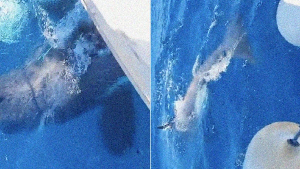 Video viral: varias orcas chocaron a un velero en la costa de España.