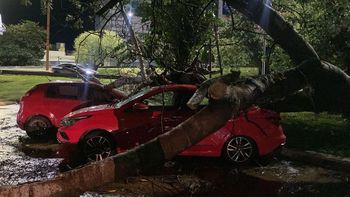 Cortes de luz, árboles caídos y calles anegadas: lo que dejó la tormenta de este domingo