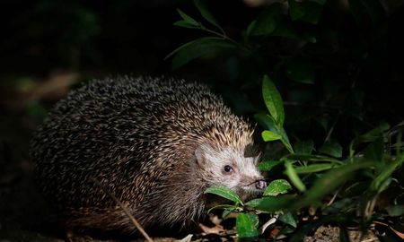 video: un zorro y un erizo comparten la cena en el jardin de una casa video: un zorro y un erizo comparten la cena en el jardin de una casa