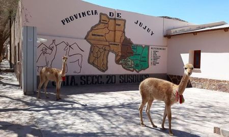 La mujer, de 35 años, estaba cuidando unas llamas cuando ocurrió la desgracia. La mujer, de 35 años, estaba cuidando unas llamas cuando ocurrió la desgracia.