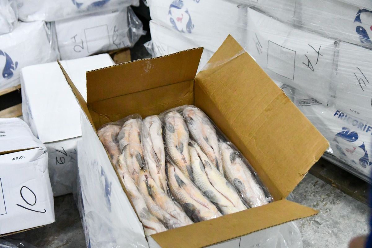 El Gobierno de la Provincia dispuso que a partir del 3 de diciembre quede suspendido por el plazo de un año la actividad de acopio de pescado con destino a exportación.