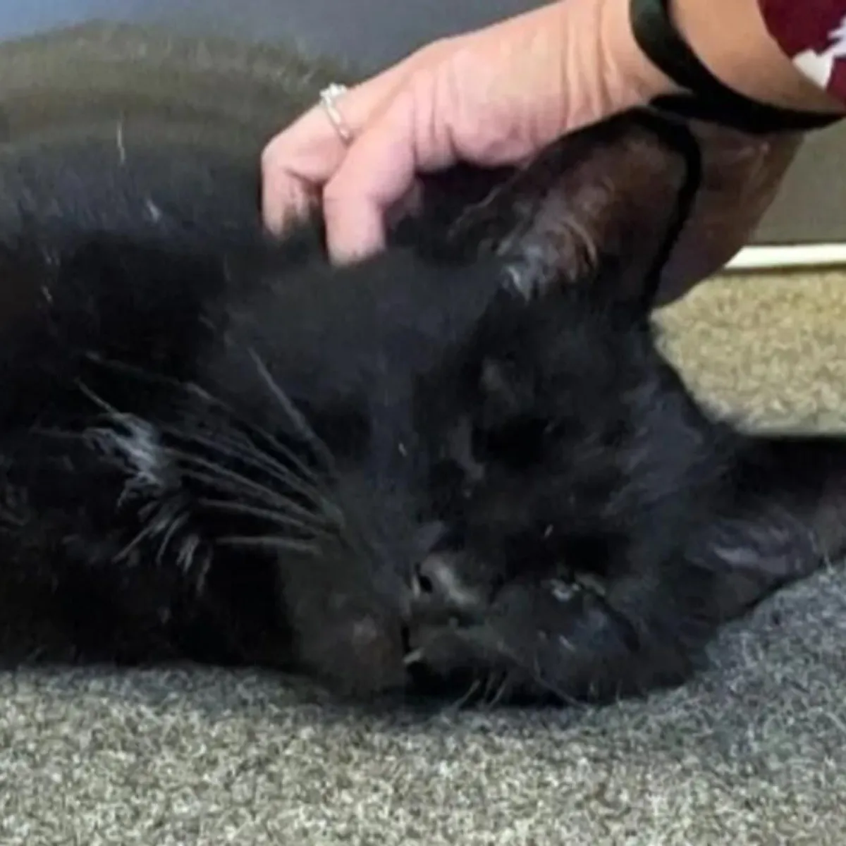 Una moza se puso del lado de un gato y su accionar fue muy aplaudido en las redes sociales