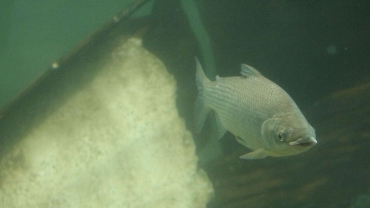 La suspensión de la exportación no influye en la pesca ni en la comercialización de peces provenientes de criadero.