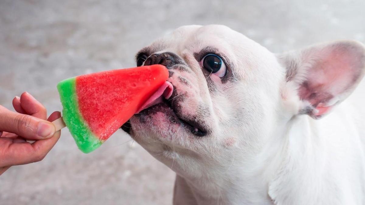Helados para perros.