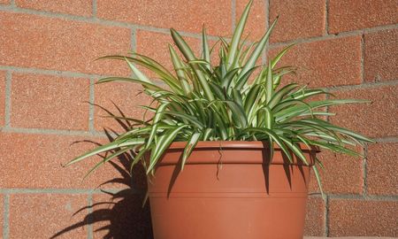 El Chlorophytum comosum se multiplica solo mediante hijuelos y es ideal para llenar macetas sin esfuerzo. El Chlorophytum comosum se multiplica solo mediante hijuelos y es ideal para llenar macetas sin esfuerzo.