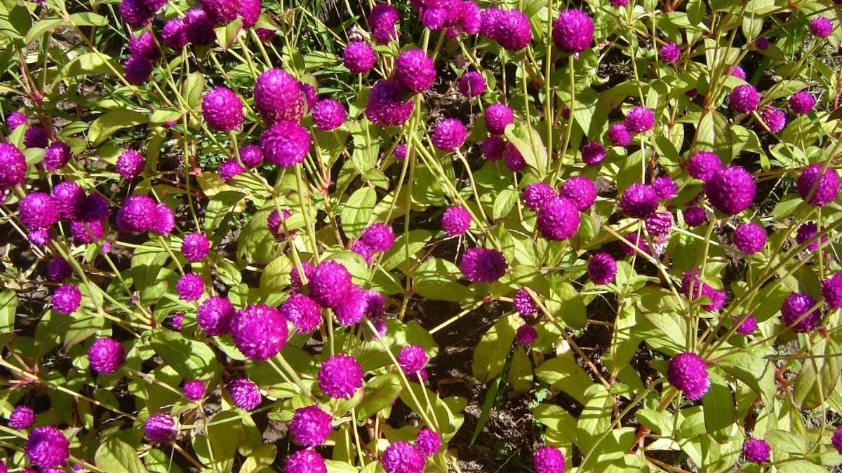 Algunas especies florecen incluso cuando el calor supera los 35 grados y el sol es implacable.