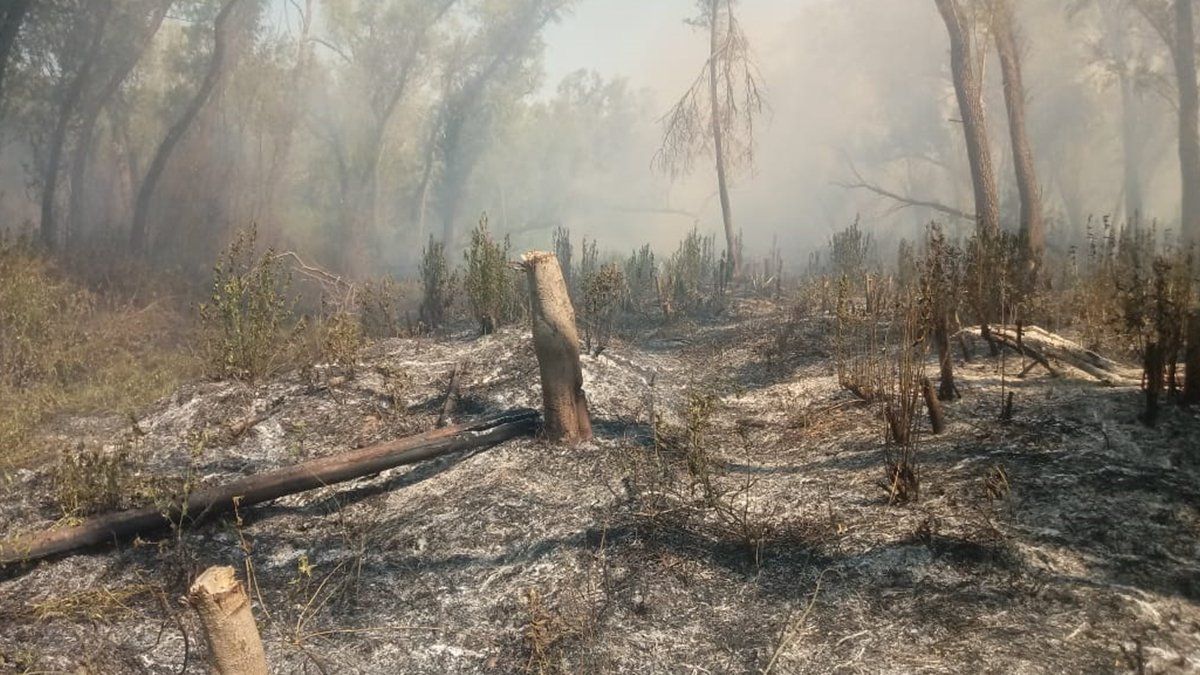 Ya sobre septiembre de este año se habían quemado casi 30 mil hectáreas en tan solo una semana en toda la extensión del Delta, en un problema que parece estar lejos de encontrar una solución.