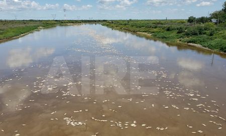 A finales del año pasado se también se había registrado una gran cantidad de peces muertos en el río Salado. A finales del año pasado se también se había registrado una gran cantidad de peces muertos en el río Salado.