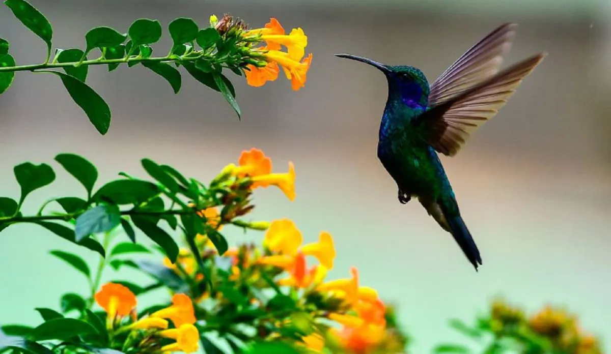 Los colibríes son una de las especies de aves más hermosas del mundo: poseen colores preciosos y un vuelo armonioso con los que agradan al visitar los hogares.
