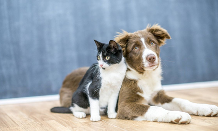 Con aumentos de precios semanales, el costo de cuidar una mascota es cada vez más caro. Con aumentos de precios semanales, el costo de cuidar una mascota es cada vez más caro.