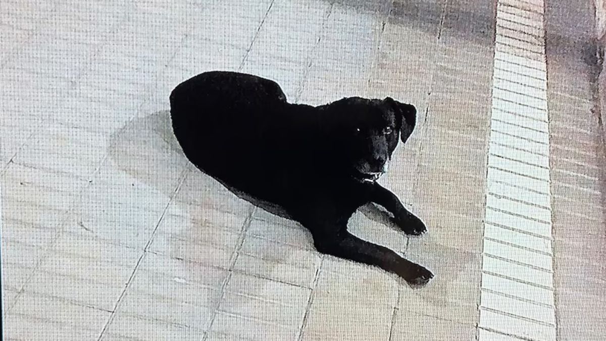 Rex, un perro callejero, comenzó a seguir a Juan Manuel Pereyra Rozas y su familia durante sus vacaciones en Miramar. Rex, un perro callejero, comenzó a seguir a Juan Manuel Pereyra Rozas y su familia durante sus vacaciones en Miramar.