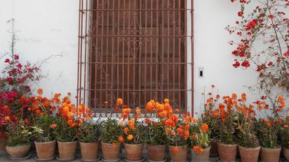 Las tres plantas ideales para sembrar en septiembre y disfrutar de flores durante todo el verano