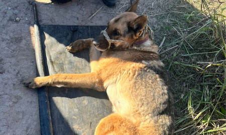 Rescataron a un perro de raza ovejero alemán hundido en un pozo de más de 6 metros de profundidad en la localidad de Candioti. Rescataron a un perro de raza ovejero alemán hundido en un pozo de más de 6 metros de profundidad en la localidad de Candioti.