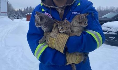 salva a tres gatitos de morir congelados con ayuda de una taza de cafe salva a tres gatitos de morir congelados con ayuda de una taza de cafe