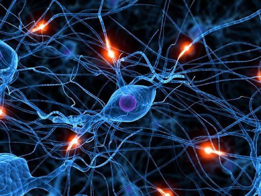 La red neuronal de nuestro cerebro.