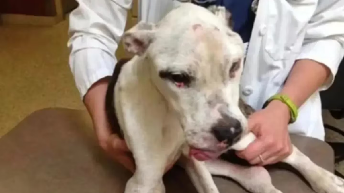 Le quitaron el perro a una santafesina por maltrato animal y deberá pagar su recuperación