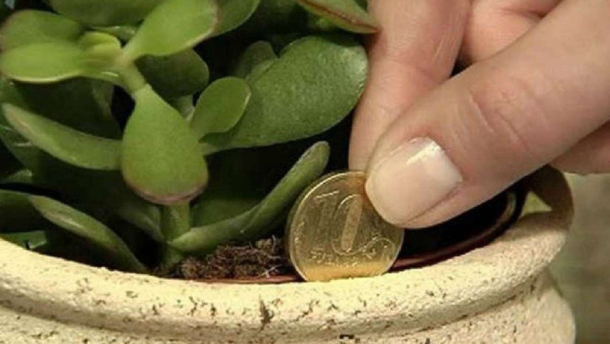 Amuletos verdes: cinco plantas con buena energía que dan buena suerte