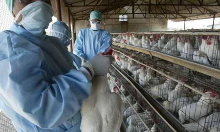 China reportó el primer caso de gripe aviar H3N8 en humanos China reportó el primer caso de gripe aviar H3N8 en humanos