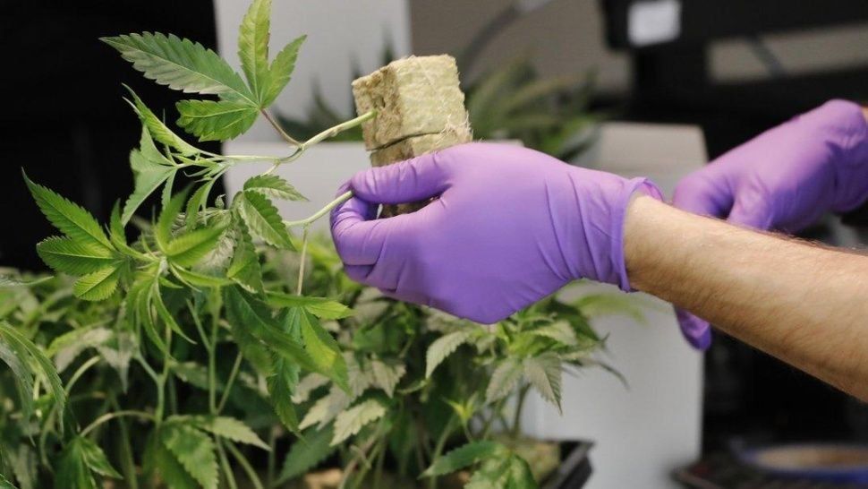 Autorizaron el primer centro de cannabis medicinal en el país