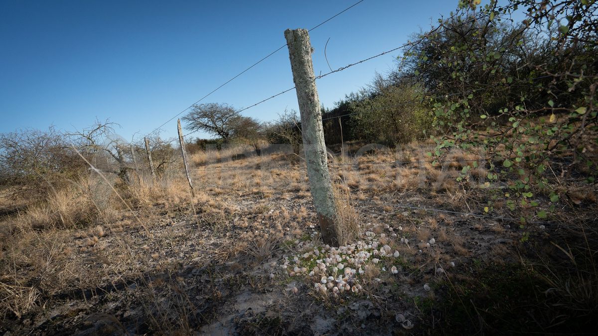 Encima del poste, el gavilán caracolero se dio un verdadero festín.