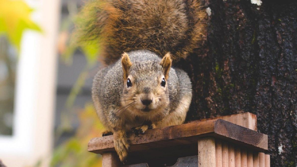 Fotos: un estadounidense abrió un restaurante para ardillas y pájaros