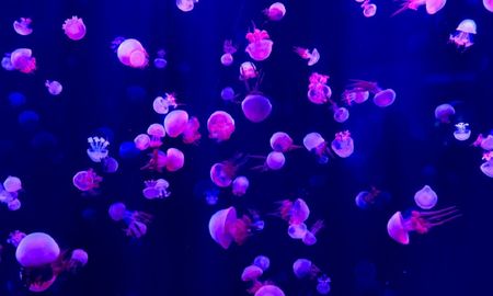 video: aparecieron miles de medusas rosadas en una playa filipina desierta video: aparecieron miles de medusas rosadas en una playa filipina desierta