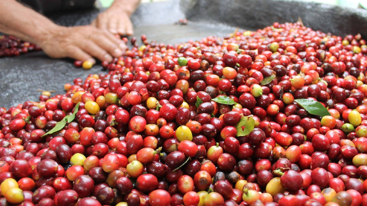 Según el informe, se proyecta que para el 2050 la producción de café arábigo en América Latina disminuirá hasta en un 88%.
