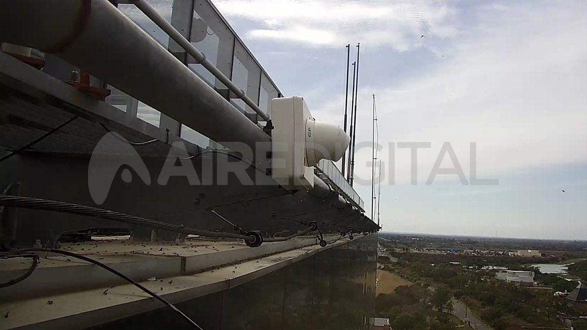 Las que vuelan son hormigas hembras y machos, que buscan procrear y formar nuevos hormigueros.