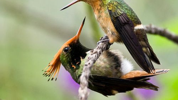 Cómo se reproduce el colibrí