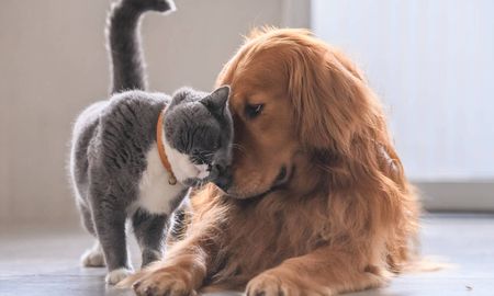 México y Argentina, seguidos por Brasil, son los países con más mascotas, en donde el 80% de la población cuenta con al menos un animal en su hogar. México y Argentina, seguidos por Brasil, son los países con más mascotas, en donde el 80% de la población cuenta con al menos un animal en su hogar.