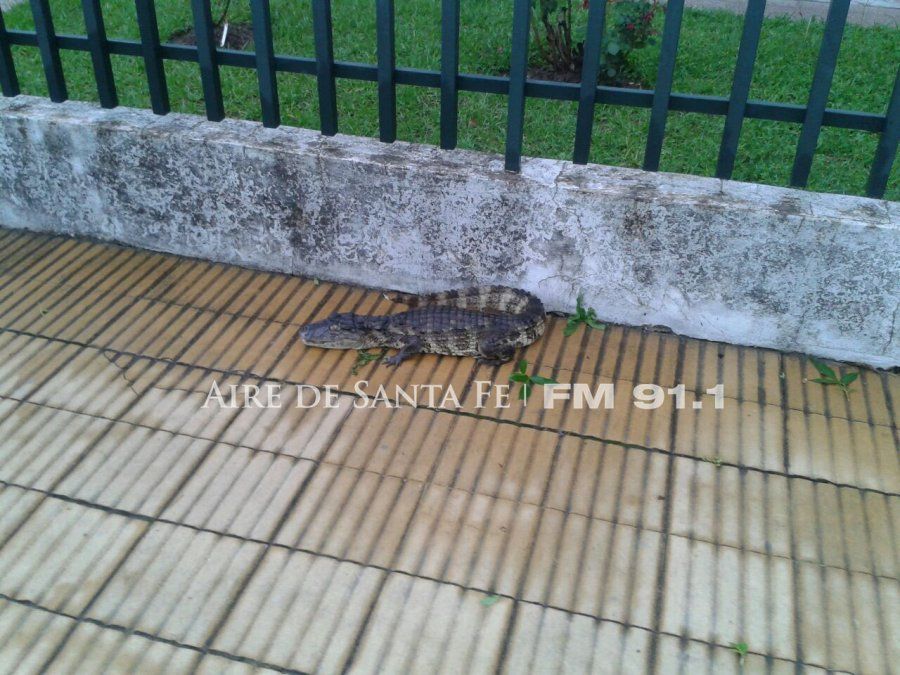 Rescataron un yacaré