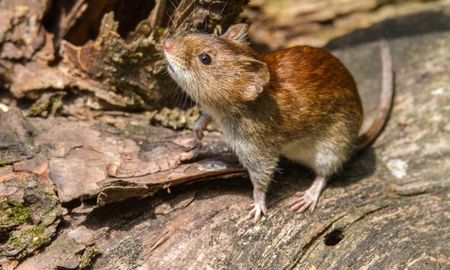 9 muertos en Chubut por hantavirus: ¿qué pasa en Santa Fe?