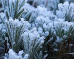 Las heladas y el frío intenso pueden dañar plantas, flores y césped si no reciben los cuidados adecuados durante el invierno. Las heladas y el frío intenso pueden dañar plantas, flores y césped si no reciben los cuidados adecuados durante el invierno.