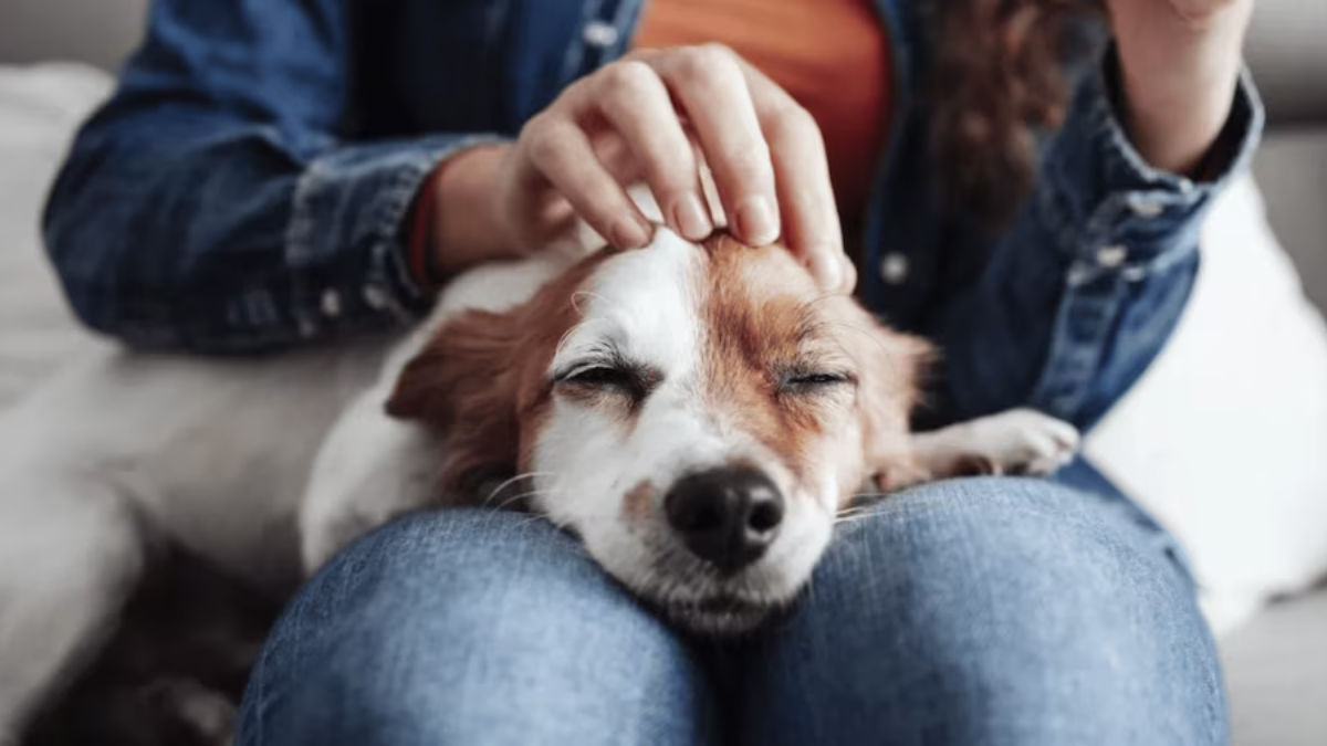 La psicología analiza qué significa acariciar a un perro y su impacto en la salud emocional. La psicología analiza qué significa acariciar a un perro y su impacto en la salud emocional.